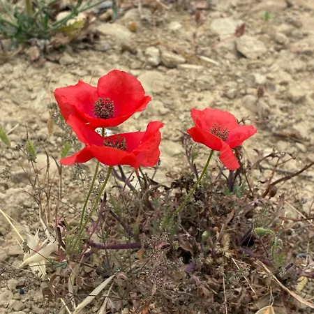 Penzion Finiq Boutiq