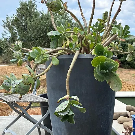 Finiq Boutiq Pensión Foiníki