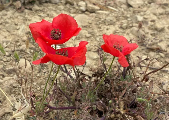 Гостевой дом Finiq Boutiq