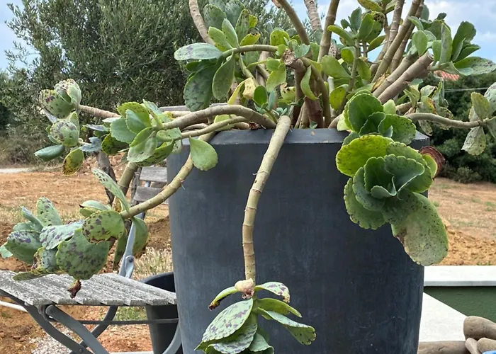 Finiq Boutiq Maison d'hôtes Foiníki